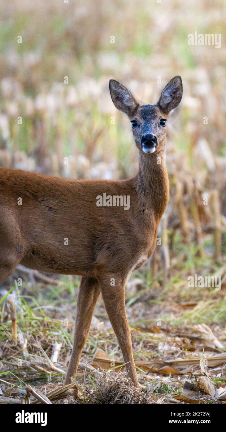 A deer stands in front of a cornfield and is illuminated by the sun. It