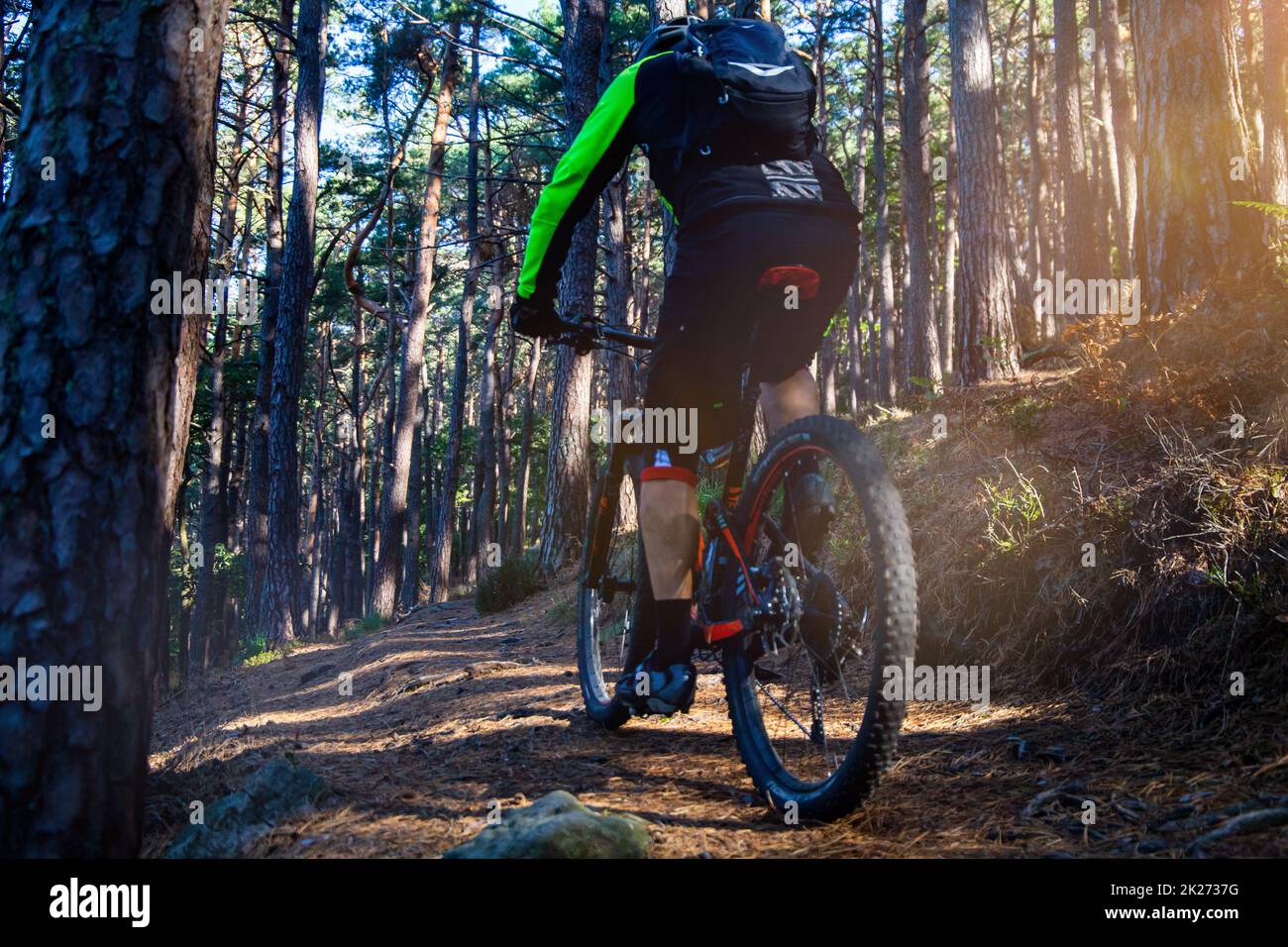 Mountain biker in the autumnal Palatinate Forest Stock Photo