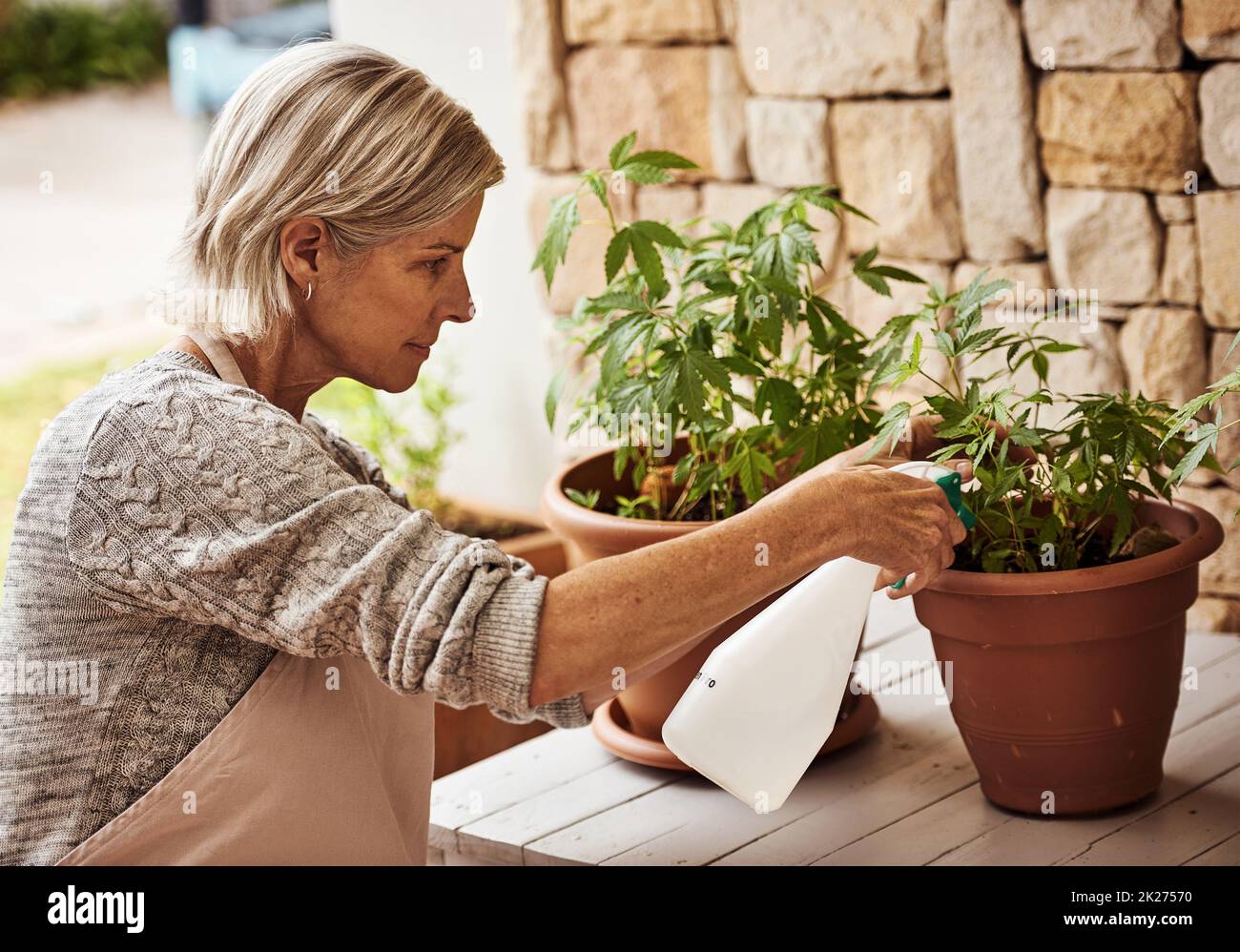 Looking after my plants. Cropped shot of a relaxed senior woman tending to her marijuana plants and making sure it's growing properly outside at home. Stock Photo