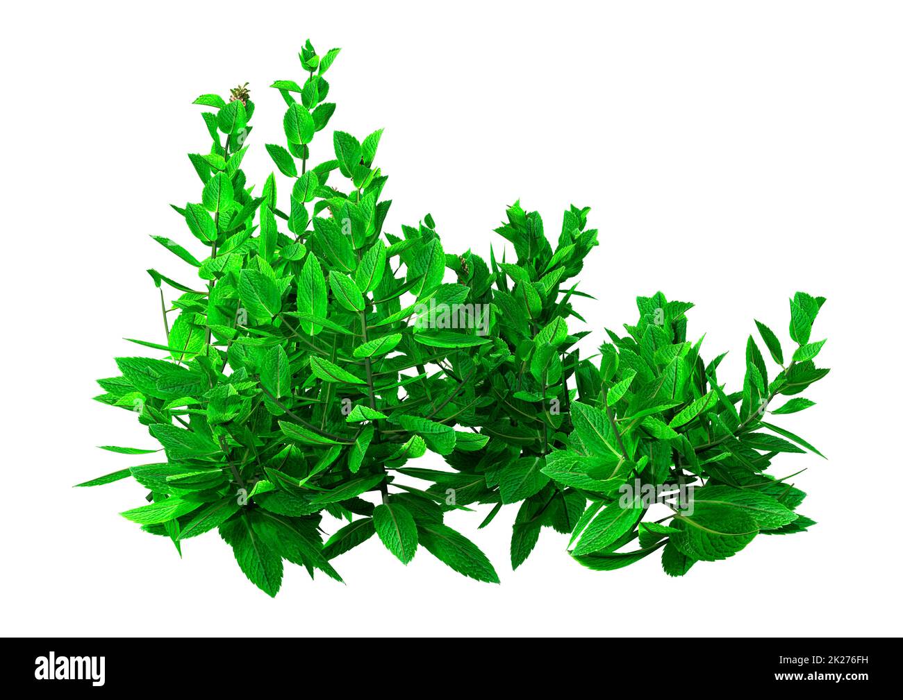 3D Rendering Mint Plant on White Stock Photo Alamy