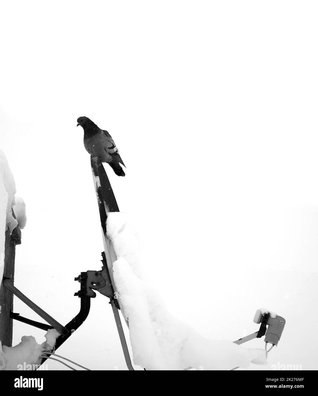 wild pigeons that live on the roof in winter, birds in winter