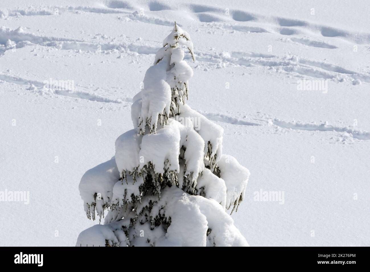 pine trees on which snow falls, icicles formed on pine trees, winter landscape pictures Stock Photo