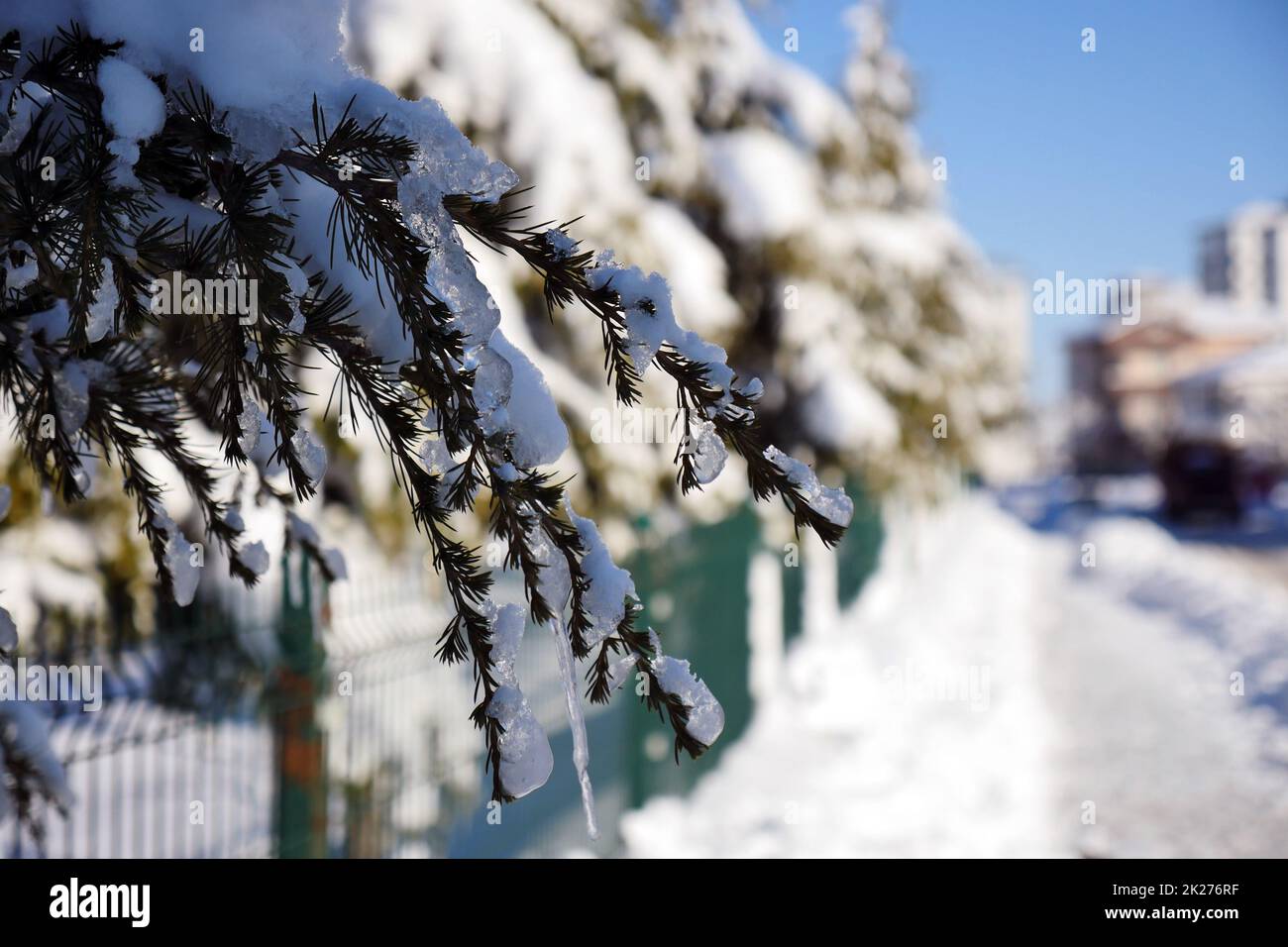 pine trees on which snow falls, icicles formed on pine trees, winter landscape pictures Stock Photo