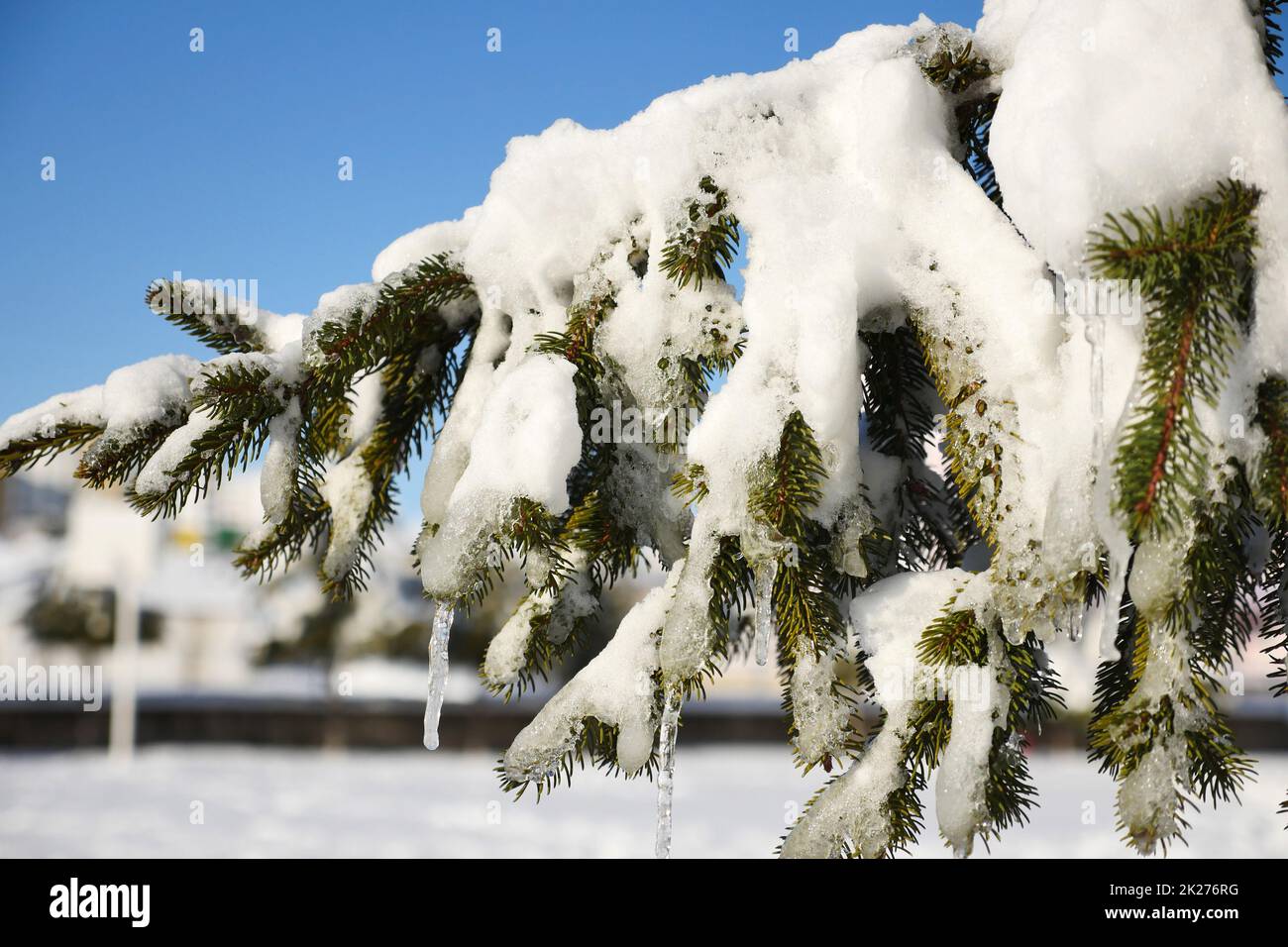 pine trees on which snow falls, icicles formed on pine trees, winter landscape pictures Stock Photo