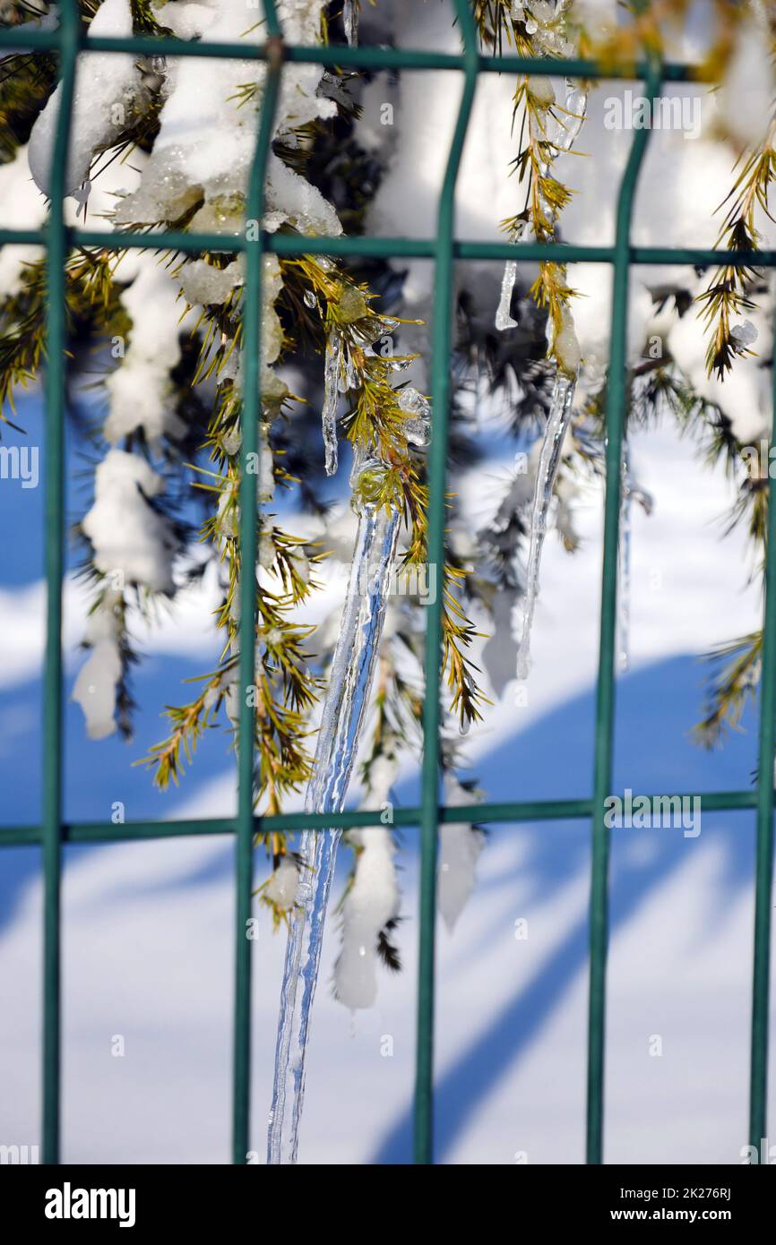 pine trees on which snow falls, icicles formed on pine trees, winter landscape pictures Stock Photo