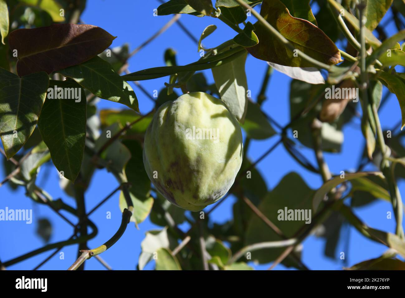 the fruit of chayote on a tree in Alicante province, Spain Stock Photo