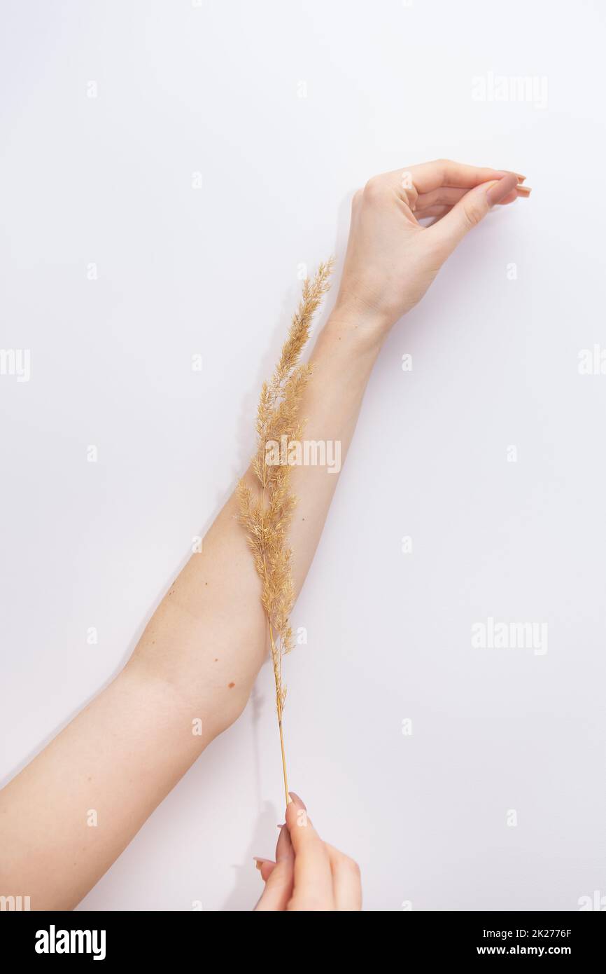 The girl leads a dried flower along her smooth hand, the concept of smoothness and beauty of the skin. Laser hair removal, spa treatment. Laser hair removal. Stock Photo