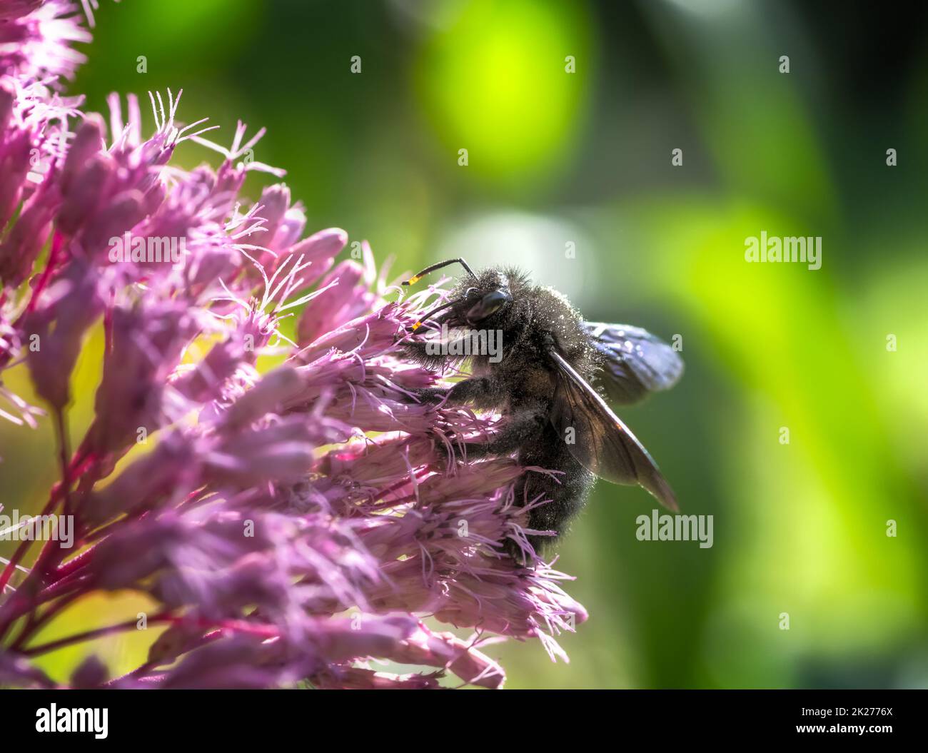 Violet carpenter bee on an Eupatrorium flower Stock Photo Alamy