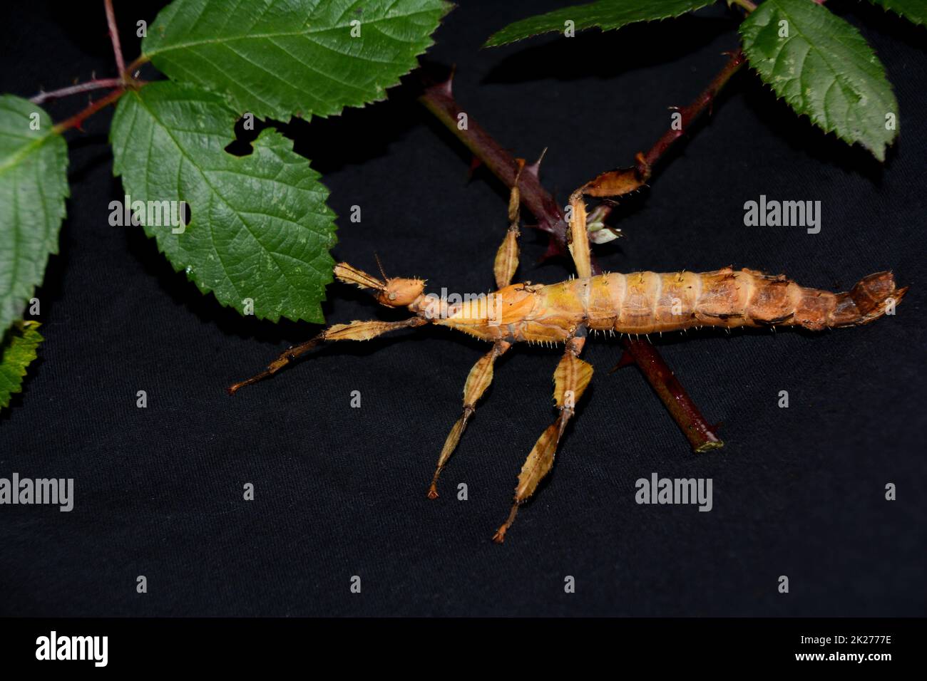 Mantis on black background with plant Stock Photo