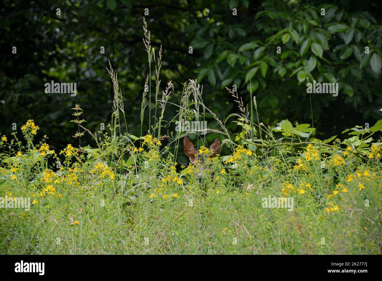 A deer hides behind tall grass Stock Photo
