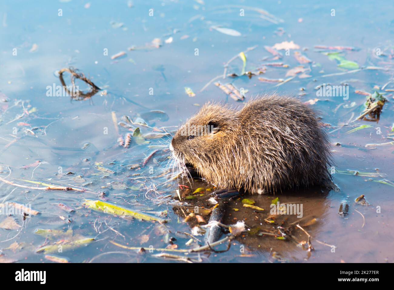 Nutria, coypu herbivorous, semiaquatic rodent member of the family Myocastoridae on the riverbed, baby animals, habintant wetlands, river rat Stock Photo