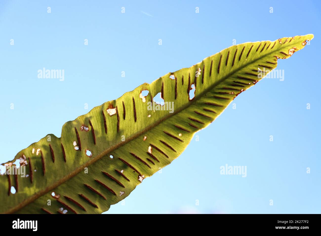 Blick unter das Blatt eines Hirschzungenfarn (Asplenium scolopendrium) Stock Photo