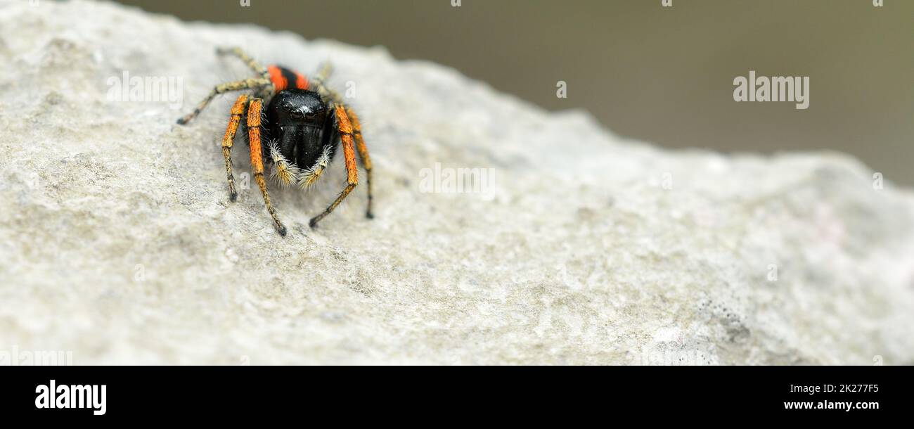 small jumping spider Philaeus on rock surface close up Stock Photo