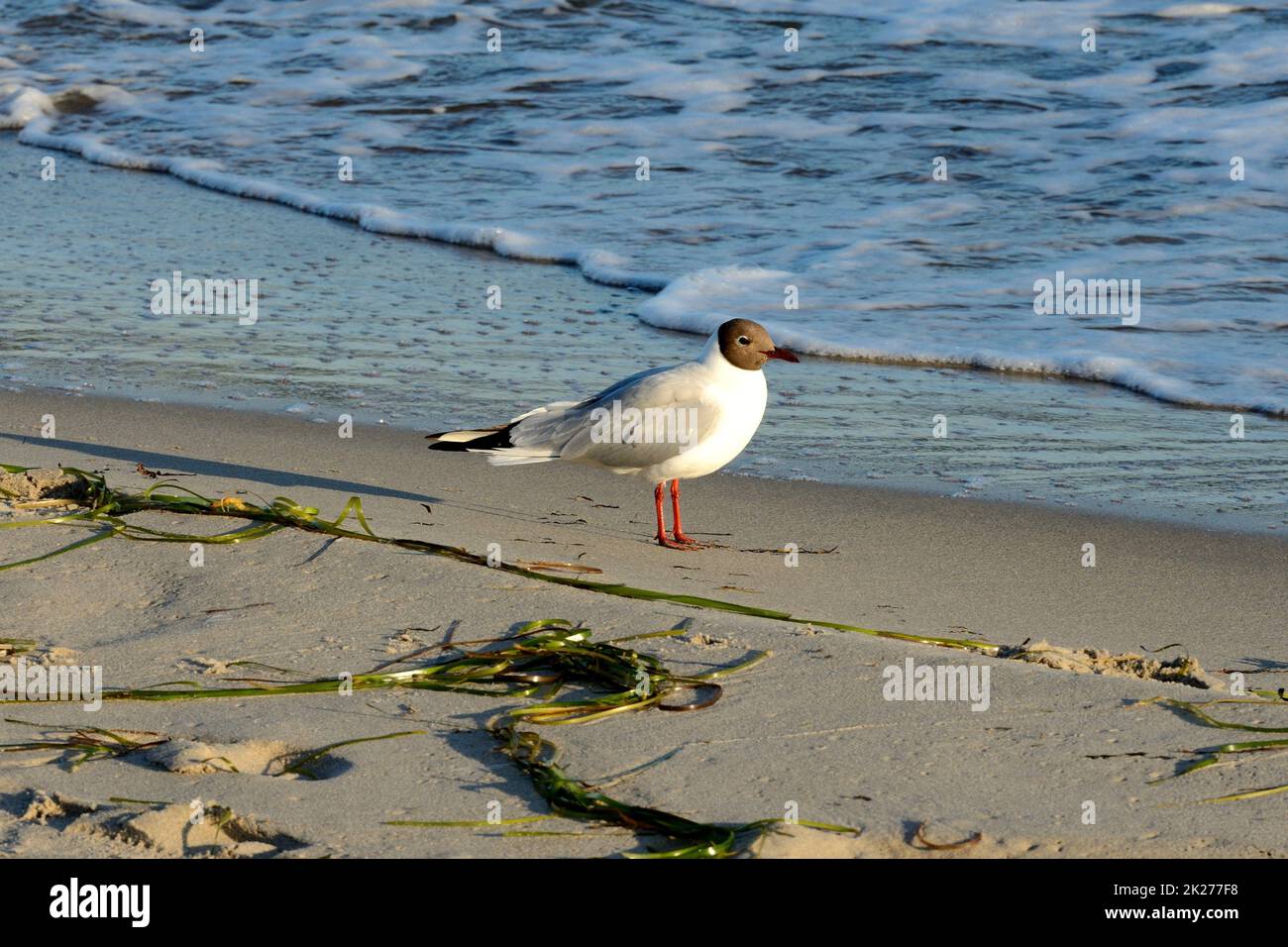 Black-headed Gull - Larus ridibundus - on beach coastline Stock Photo