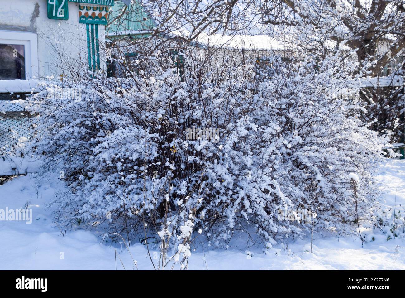 Lush shrub, the branches of which are in snow. Winter in the garden. Stock Photo