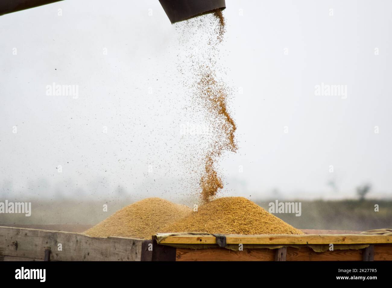 Unloading screw a combine harvester. Unloading grain from a combine harvester into a truck body Stock Photo