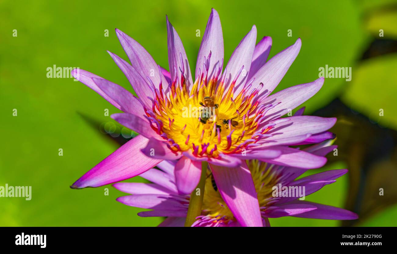 Yellow water lily hi-res stock photography and images - Alamy