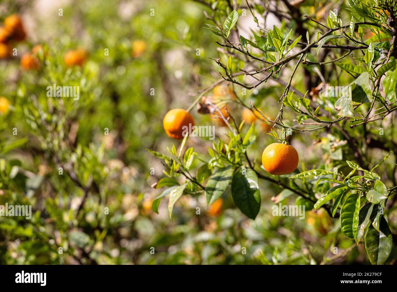 Tangerine fruit on tree view Stock Photo