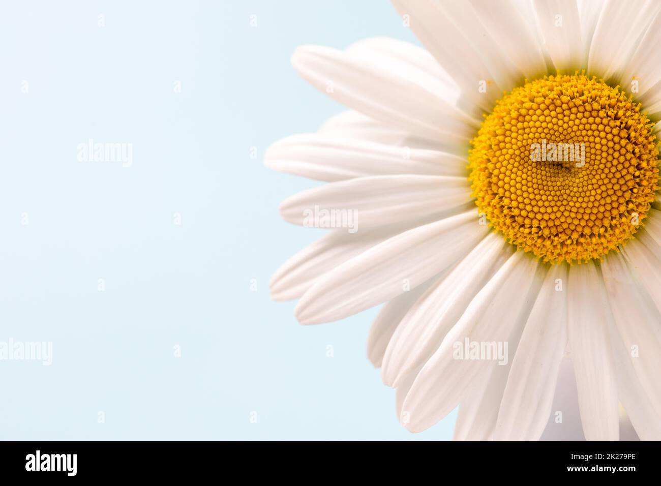 White daisy chamomile flower. Creative lifestyle, summer, spring concept. Copy space, flat lay, top view. Stock Photo