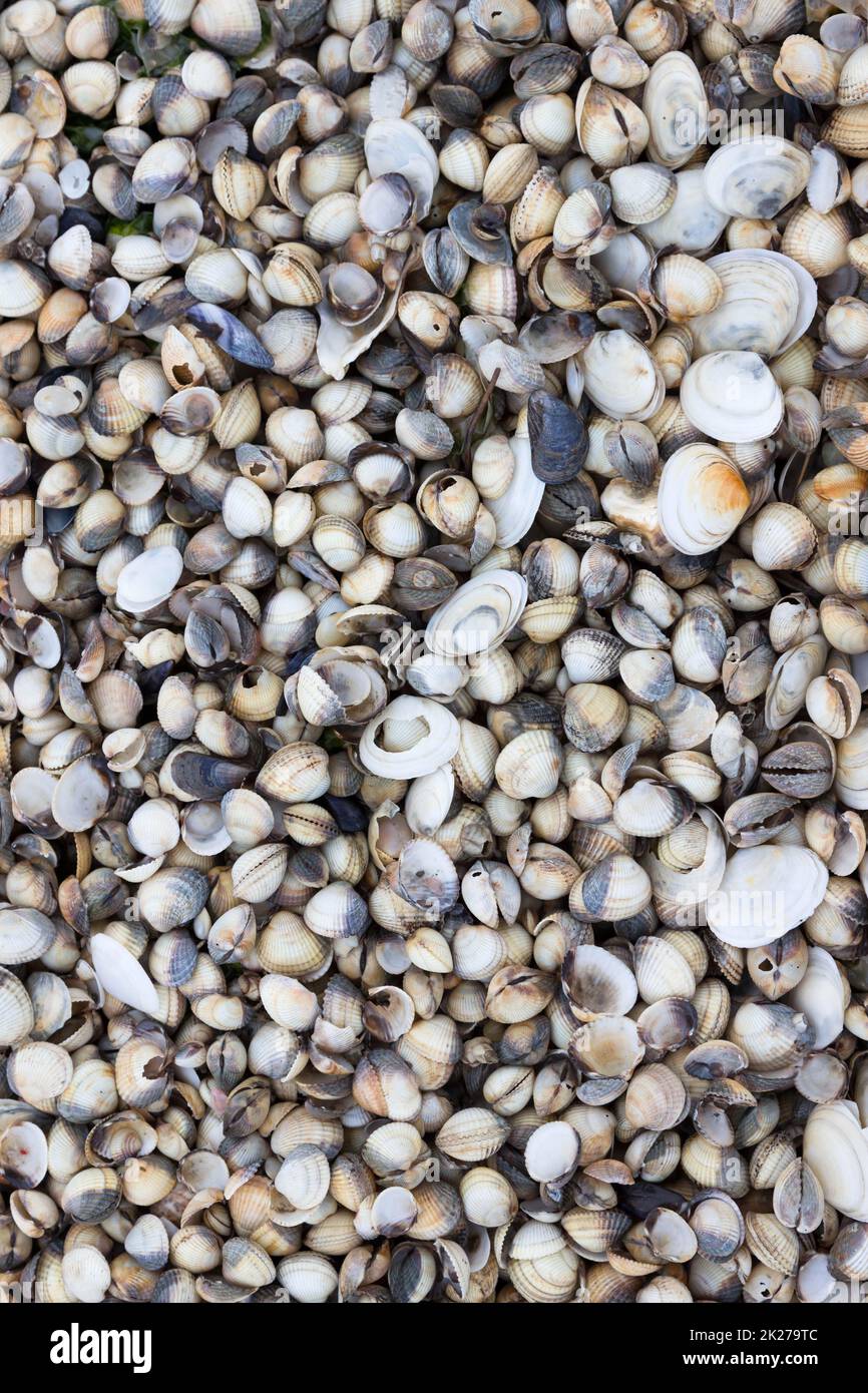 Cockles and others washed up on the beach Stock Photo Alamy