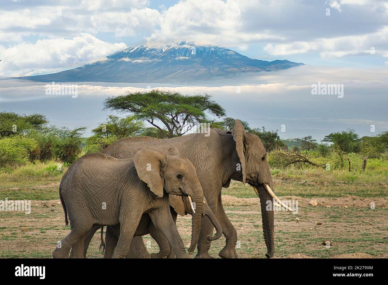 Elephants and Mount Kilimanjaro in Amboseli National Park Stock Photo