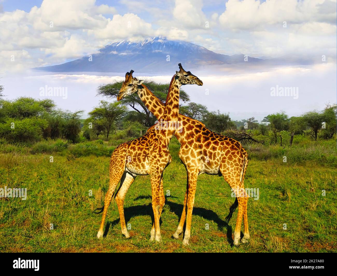 Giraffes and Mount Kilimanjaro in Amboseli National Park Stock Photo ...