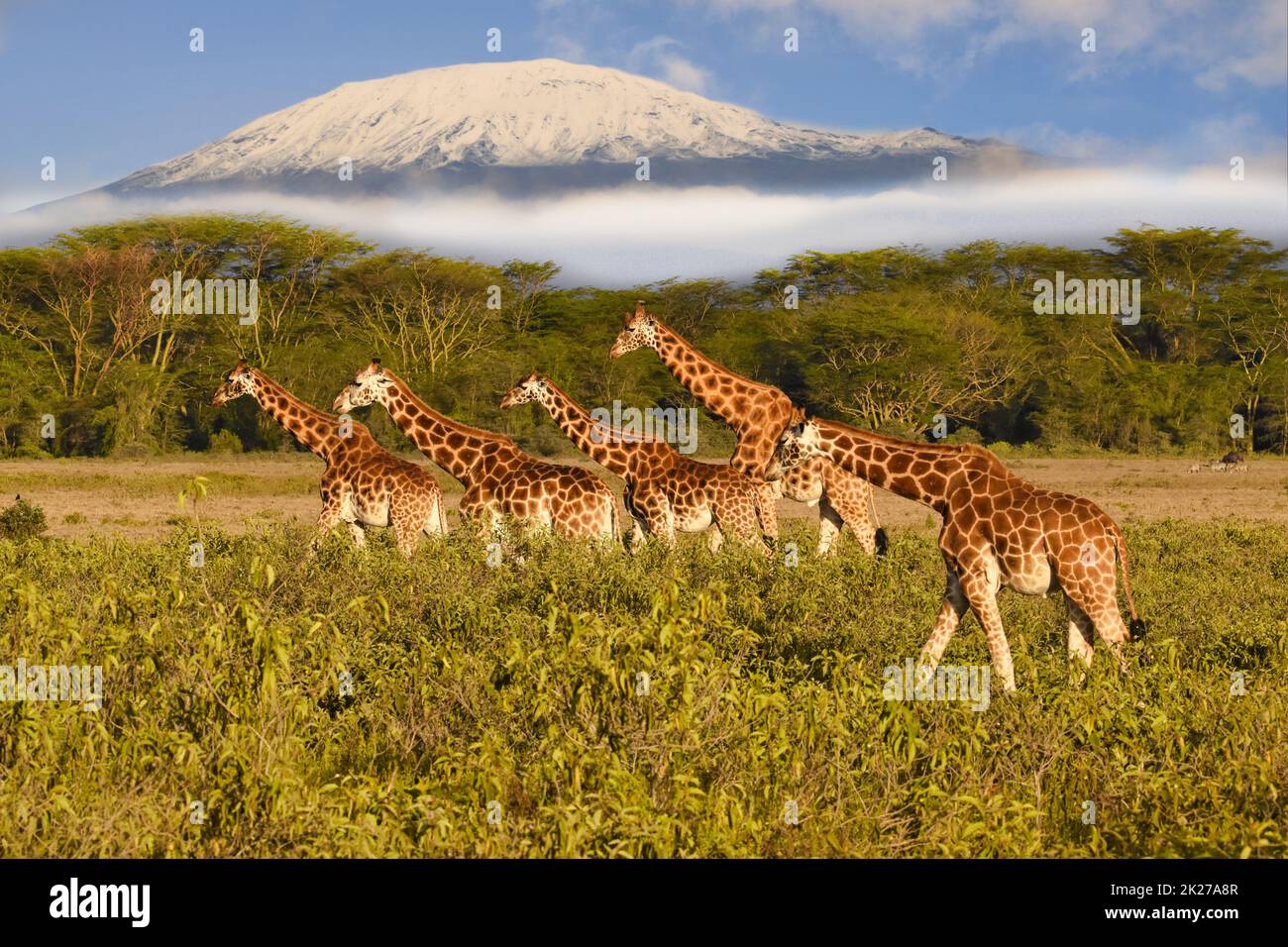 Giraffes and Mount Kilimanjaro in Amboseli National Park Stock Photo