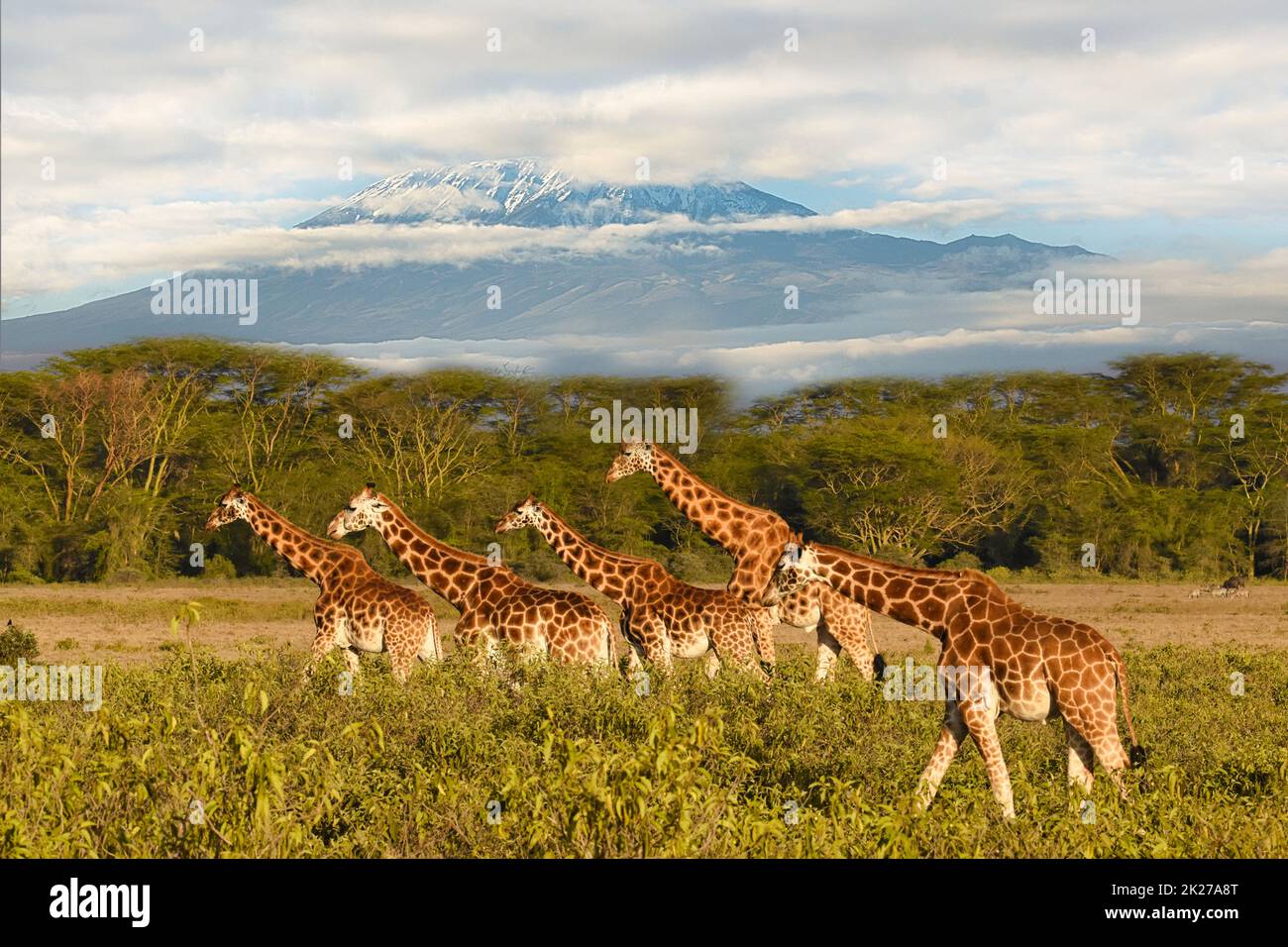 Giraffes and Mount Kilimanjaro in Amboseli National Park Stock Photo