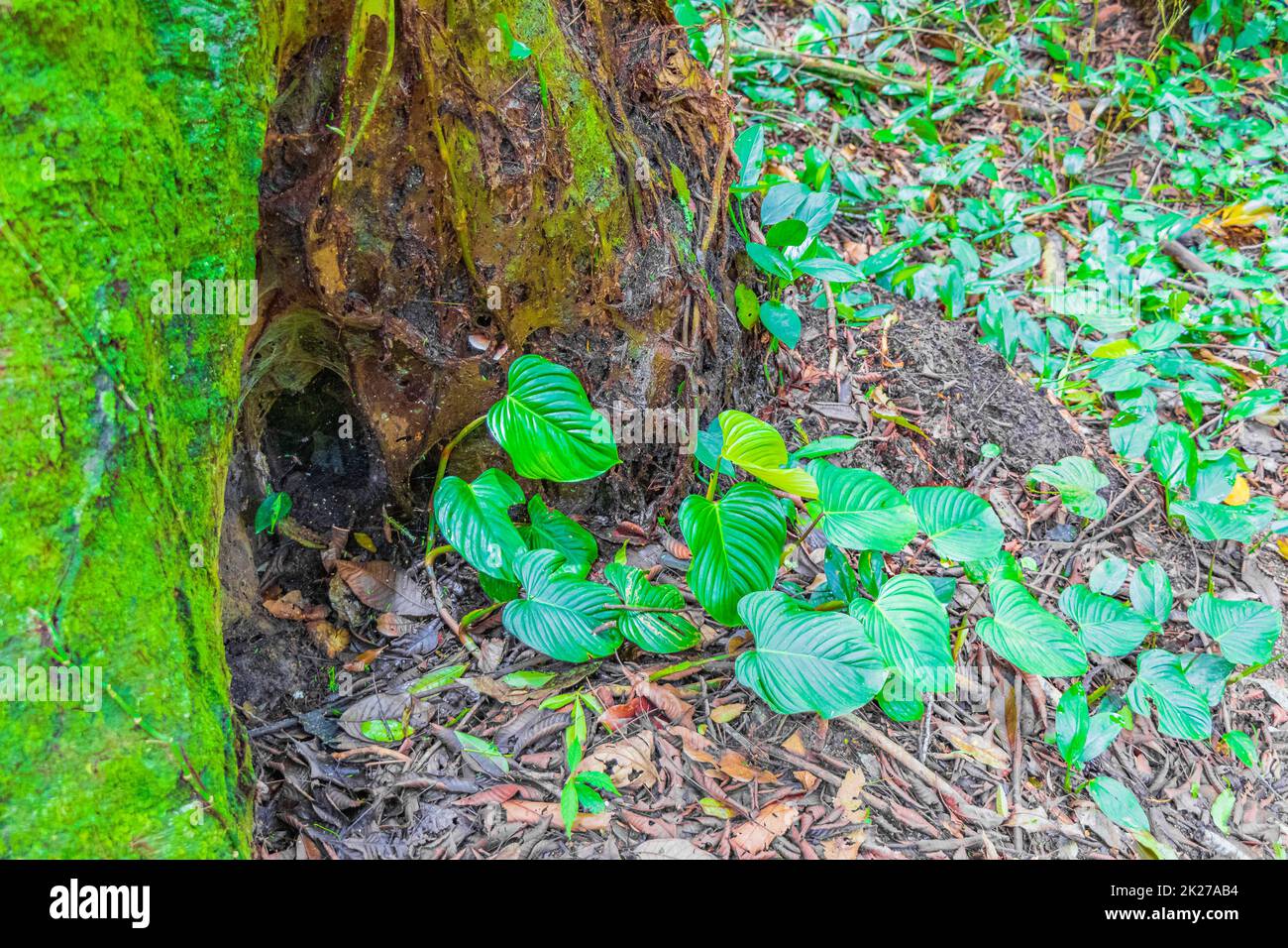 Plants trees flowers natural tropical jungle forest Ilha Grande Brazil. Stock Photo