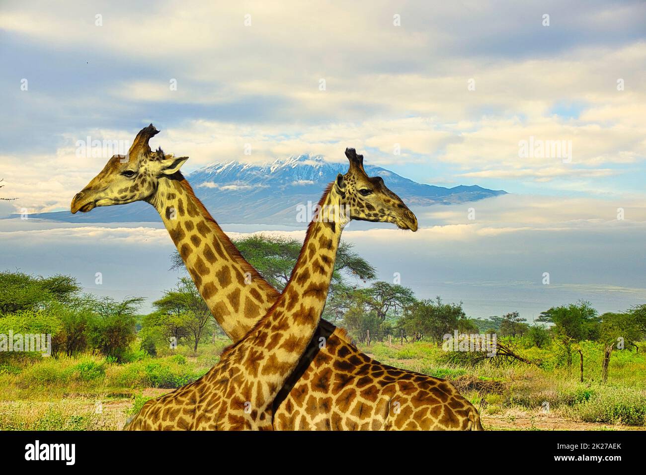 Giraffes and Mount Kilimanjaro in Amboseli National Park Stock Photo