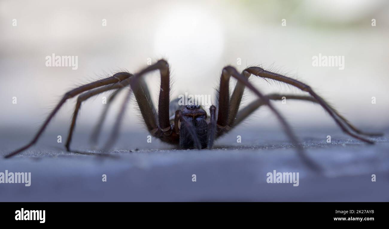 House spider uk hi-res stock photography and images - Alamy