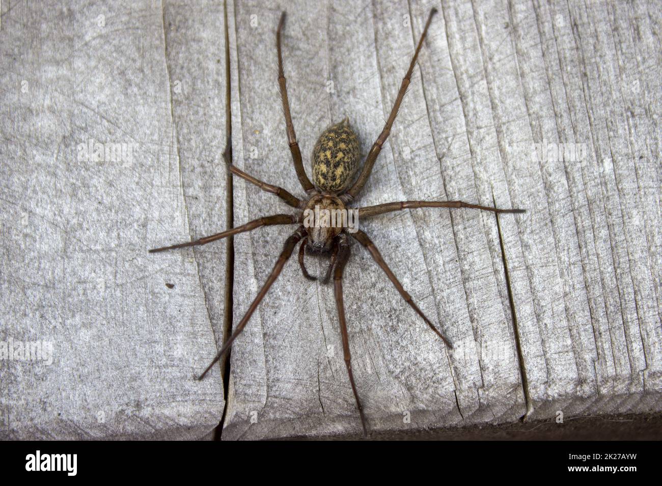 Flatly view giant house spider on wood Stock Photo Alamy