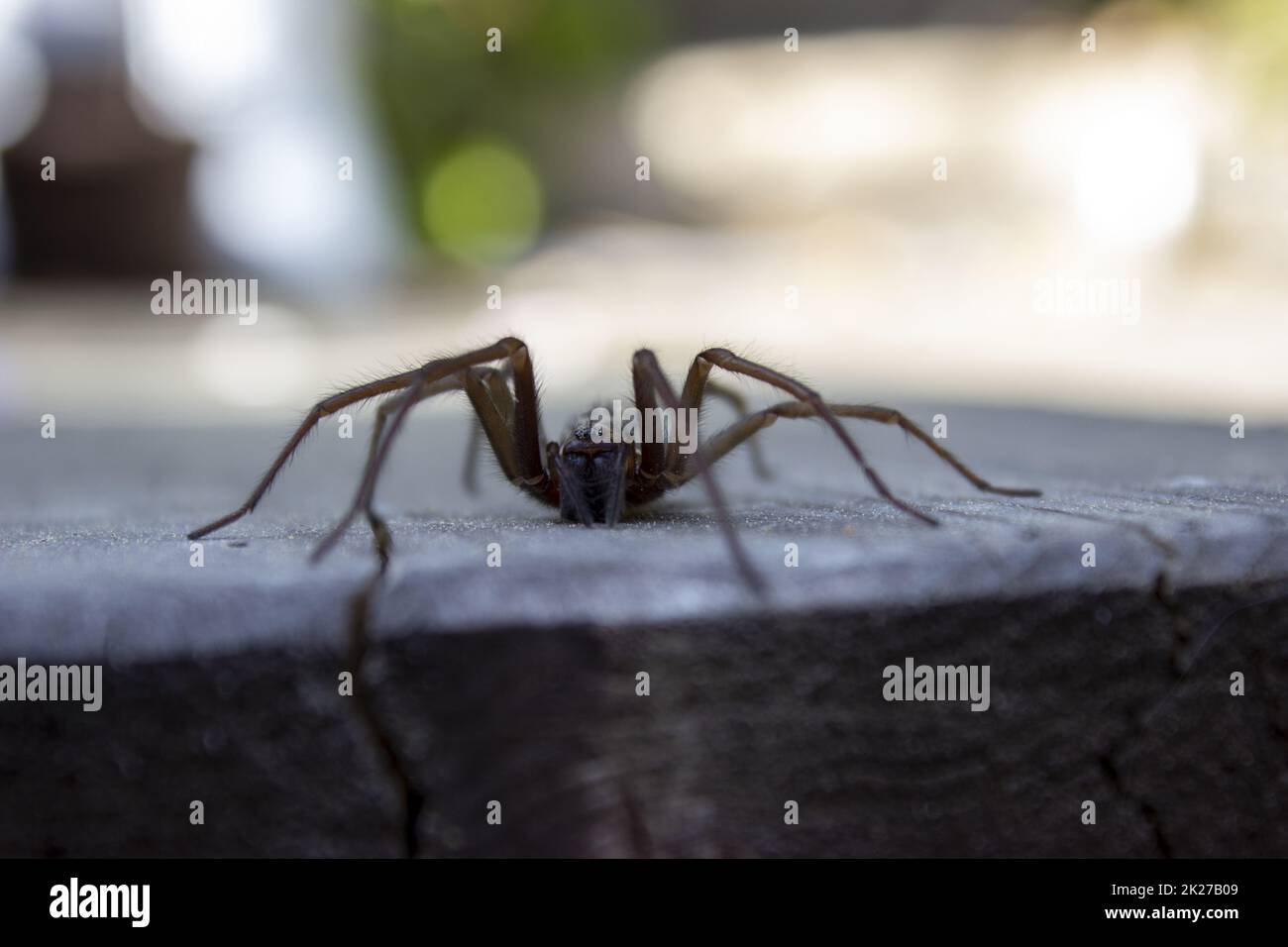 Giant house spider eratigena artica on wood Stock Photo Alamy