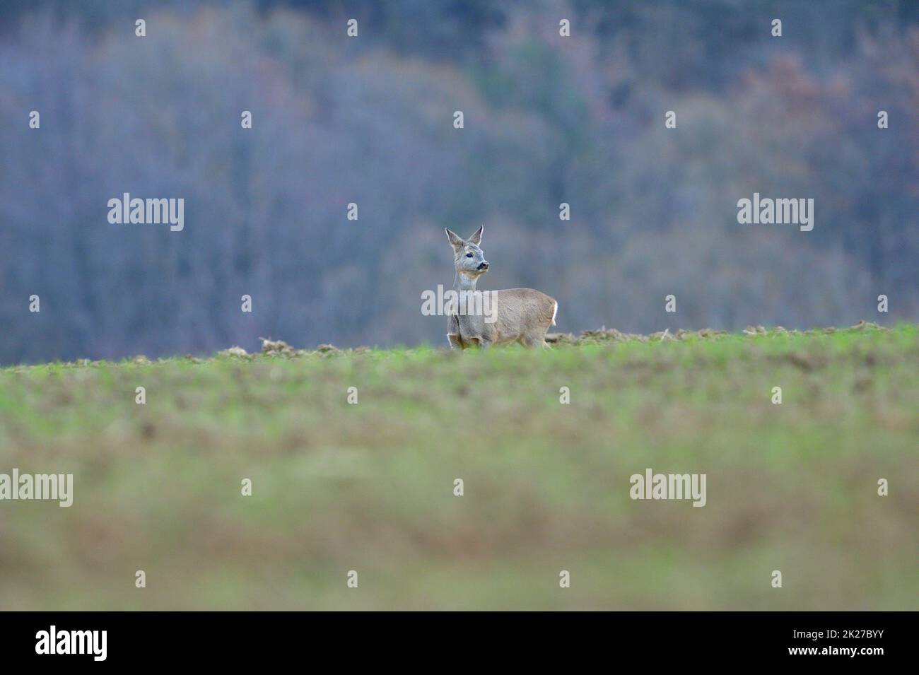 Roe deer fawns and spring hi-res stock photography and images - Alamy