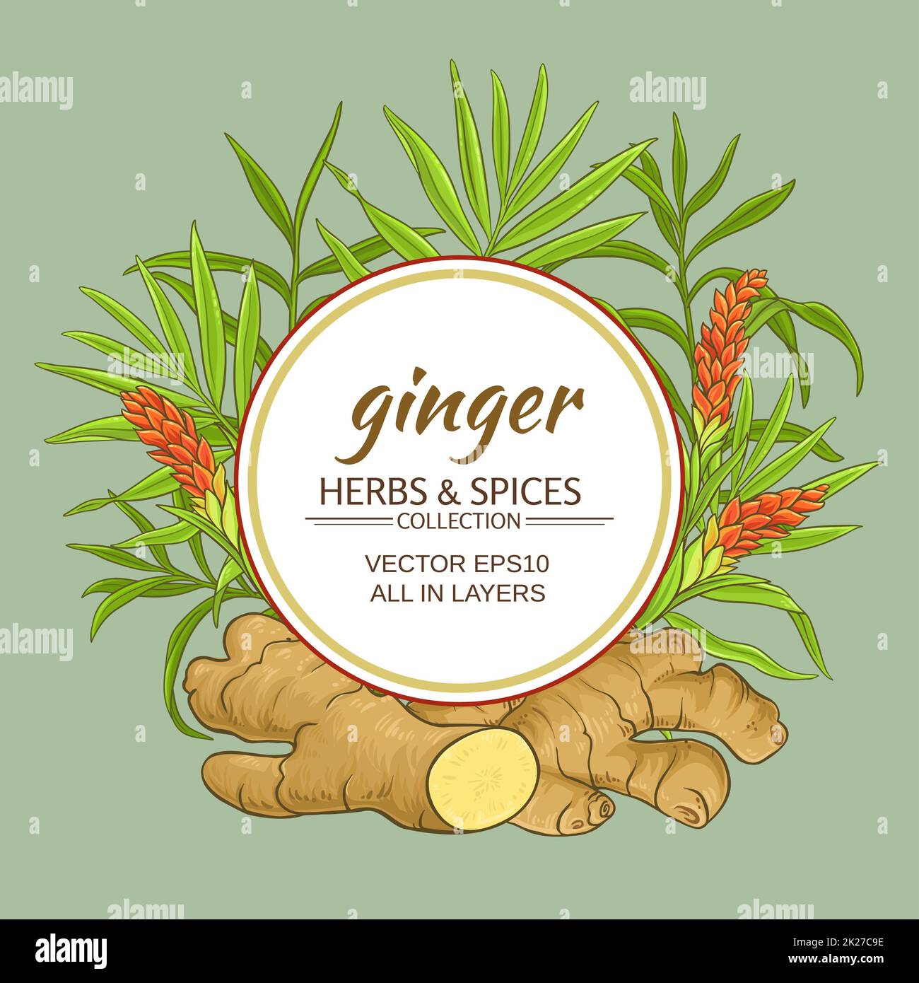 ginger vector frame Stock Photo - Alamy