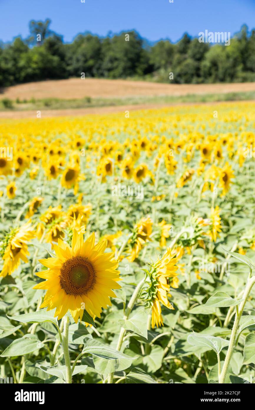 Tuscan countryside sunflowers hires stock photography and images Alamy