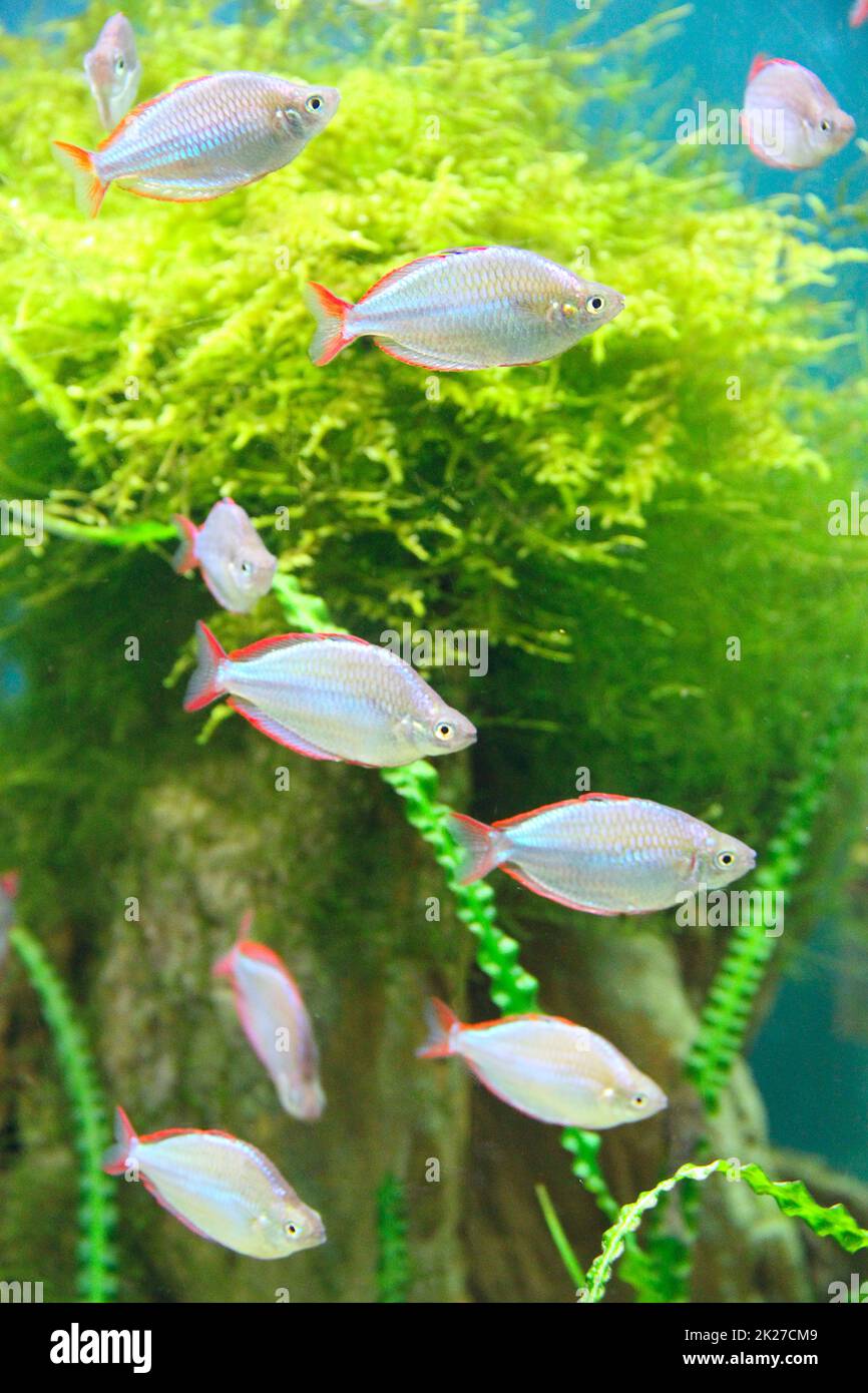 Beautiful underwater world. Underwater life. Flock of aquarium fishes Stock Photo