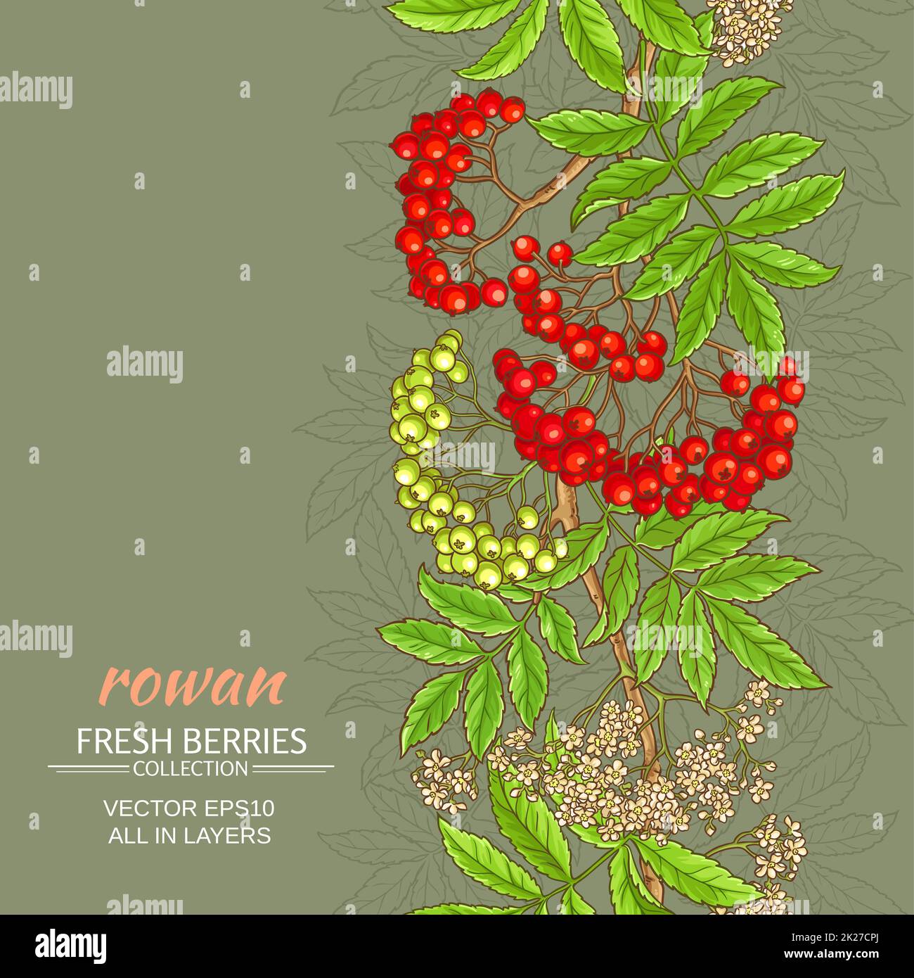 rowan vector background Stock Photo - Alamy