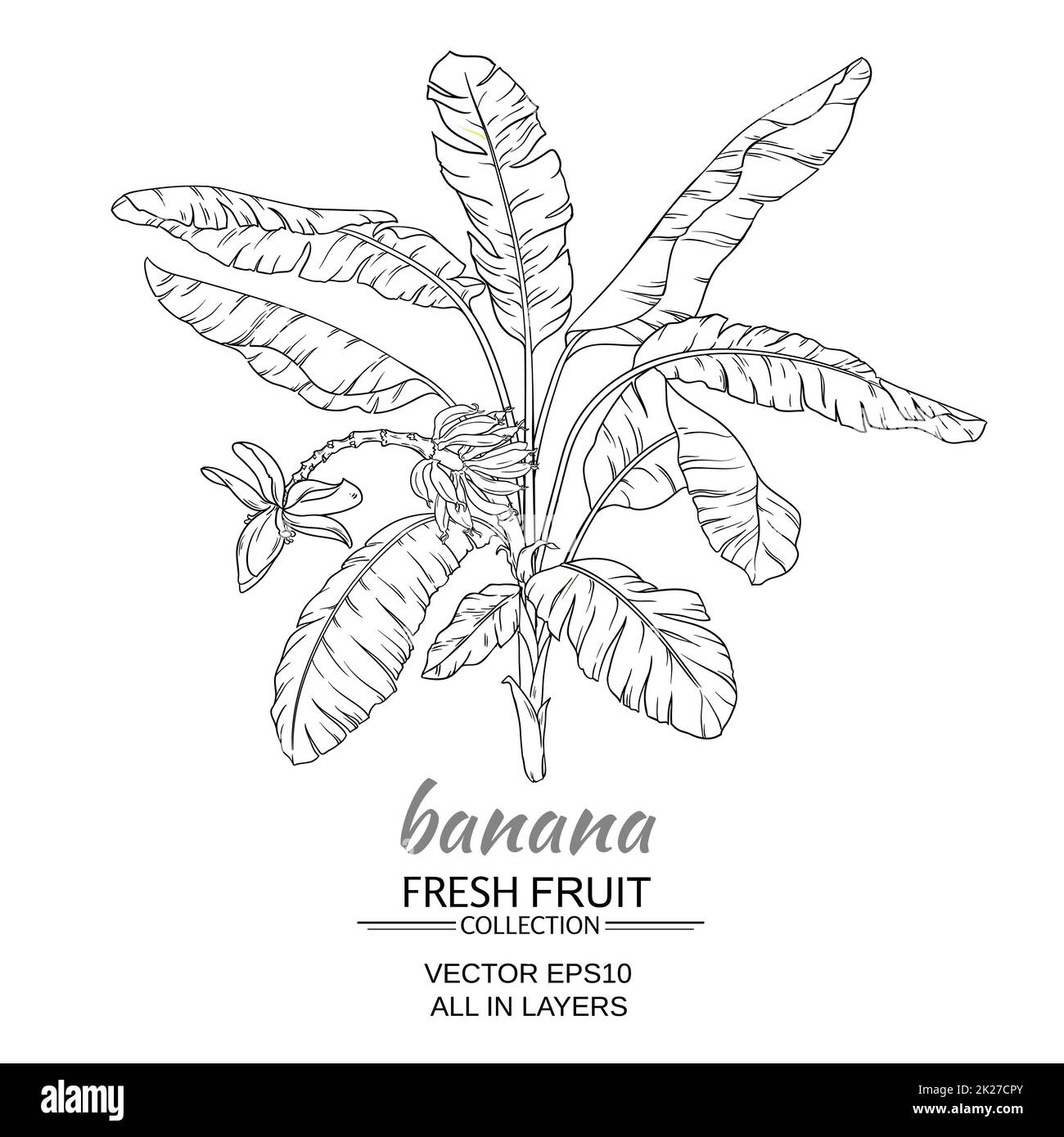 banana tree vector illustration Stock Photo Alamy