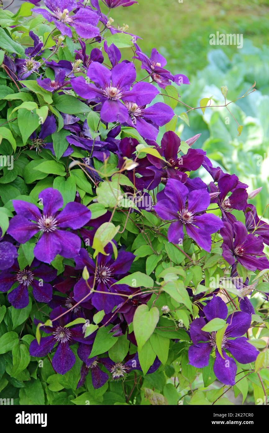 Beautiful flowers of blossoming violet clematis in garden Stock Photo