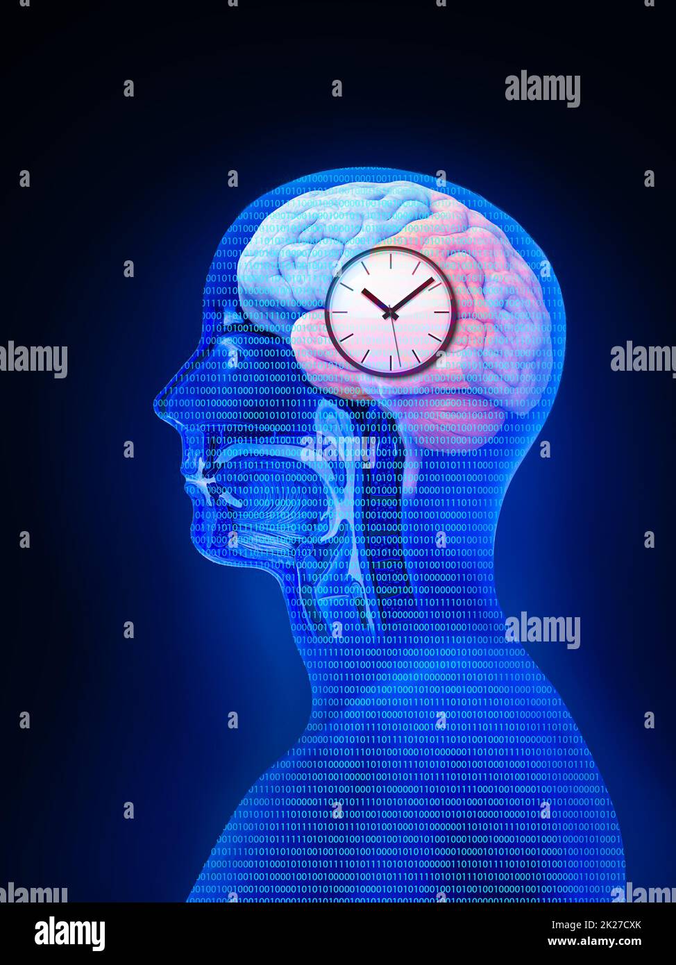 Circadian clocks hires stock photography and images Alamy