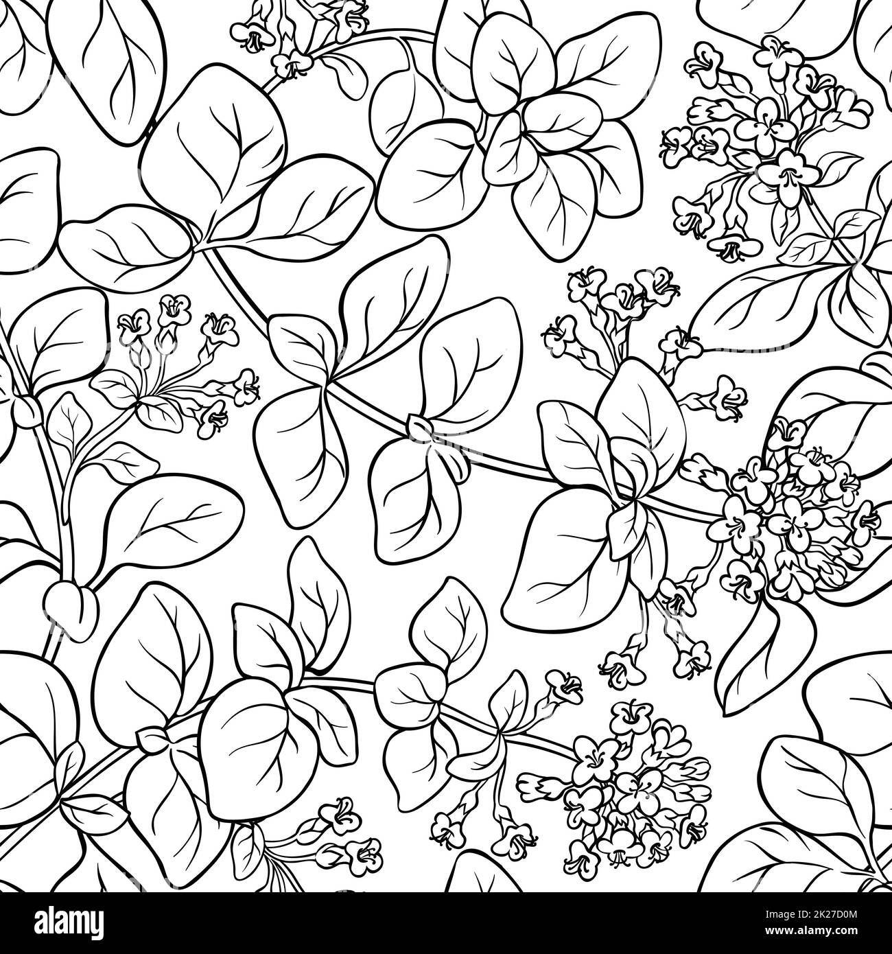 oregano seamless pattern Stock Photo