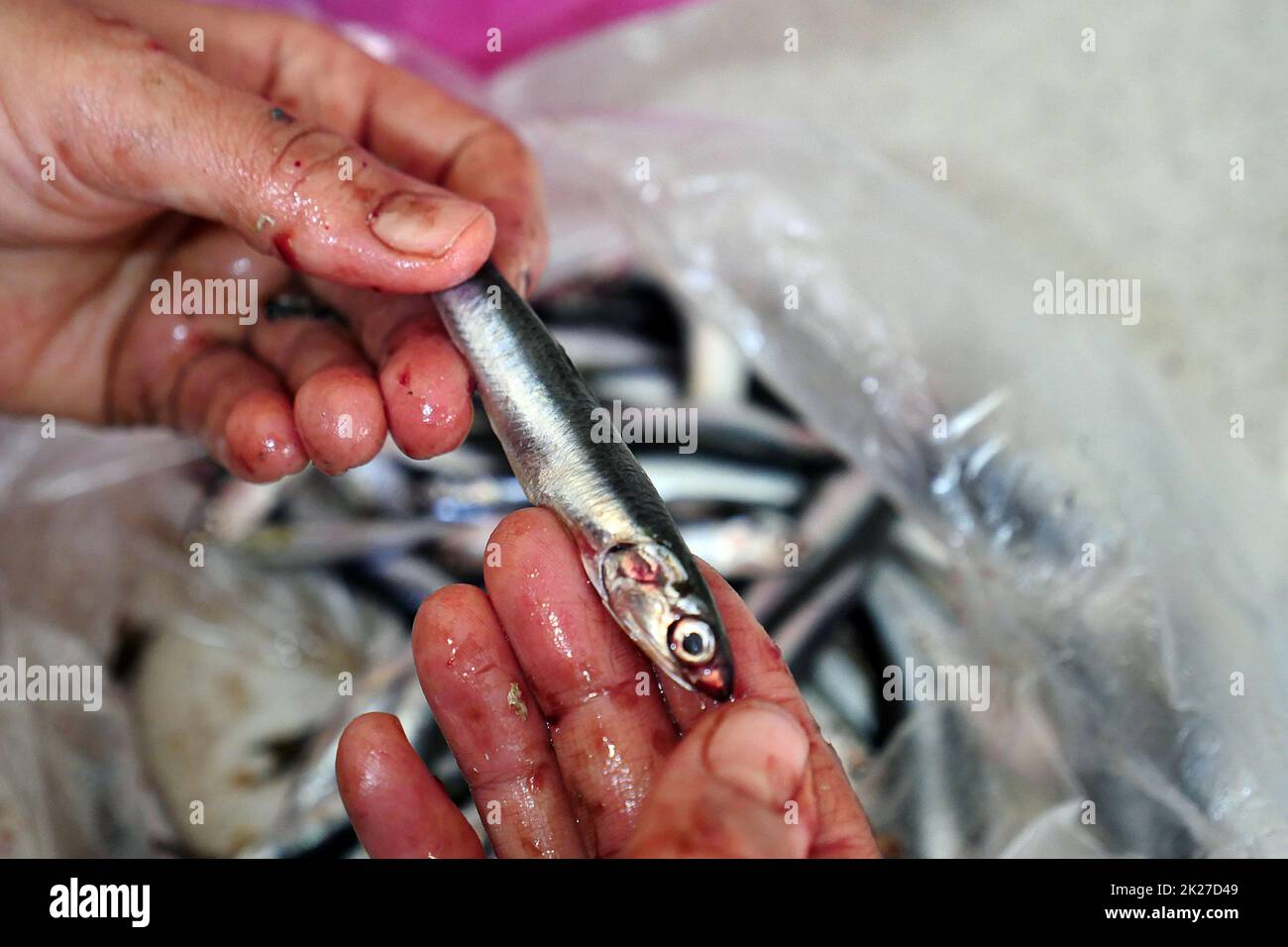 a housewife sorting fish, cleaning fish before cooking, a woman