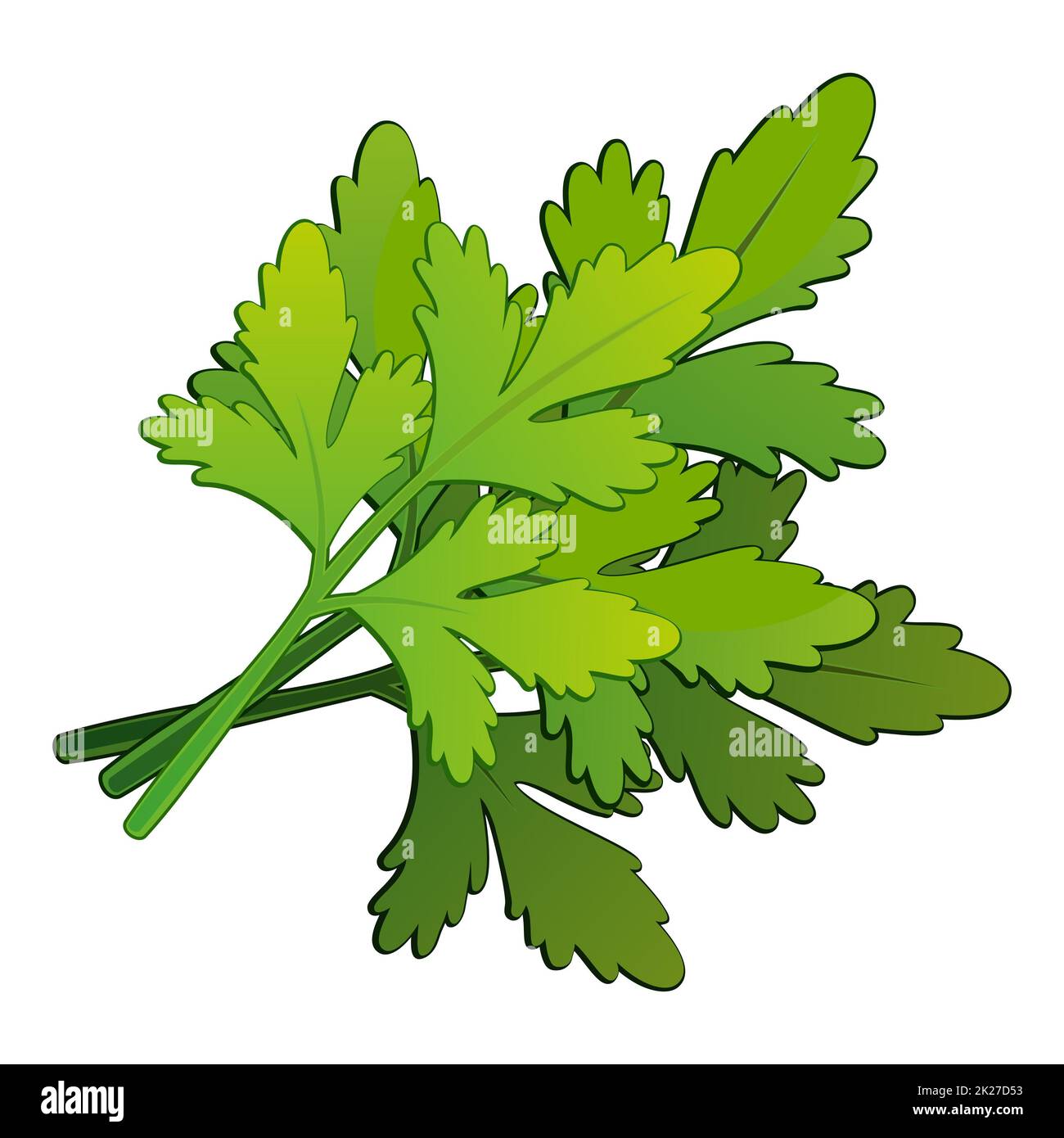 Realistic fresh parsley leaves on white background Vector Stock Photo