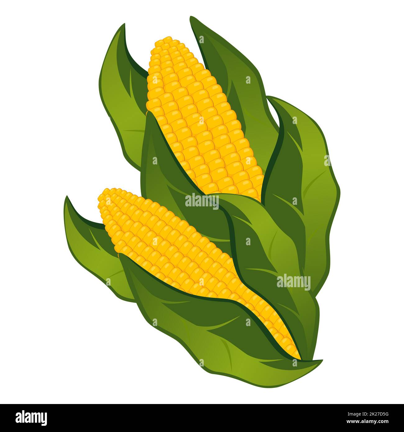 Realistic cobs of corn on a white background - Vector Stock Photo - Alamy