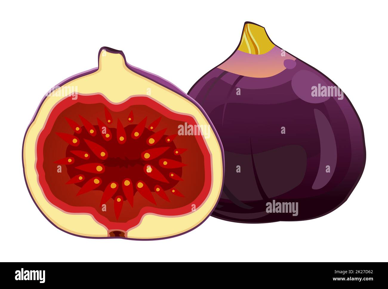 Realistic fresh ripe figs on white background - Vector Stock Photo - Alamy