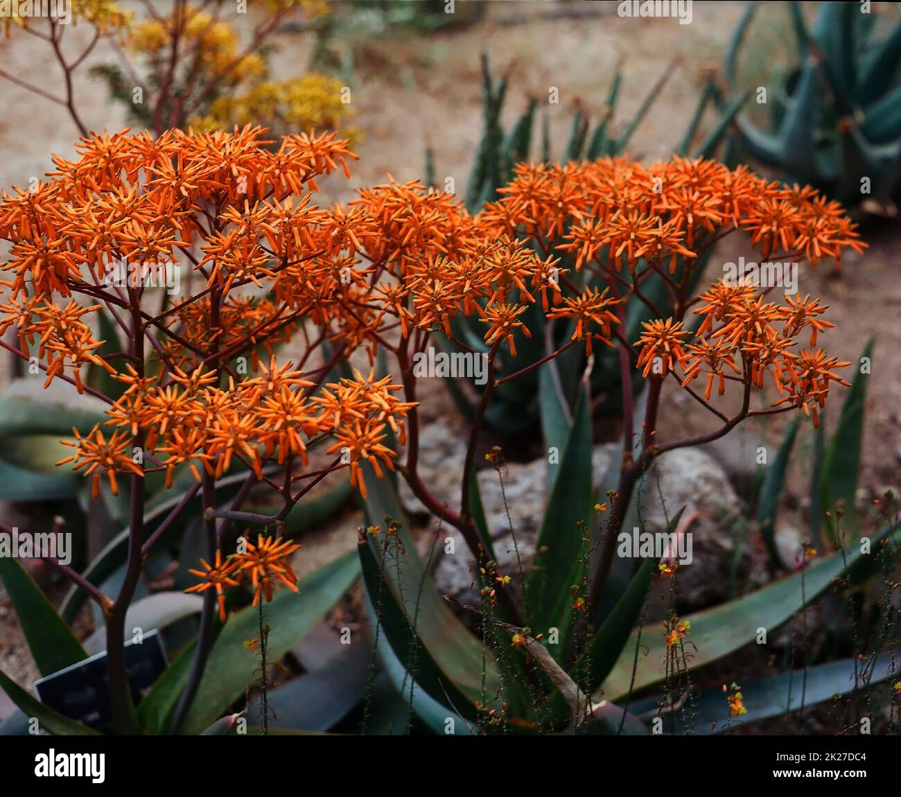 Aloe vera  blossoms Stock Photo