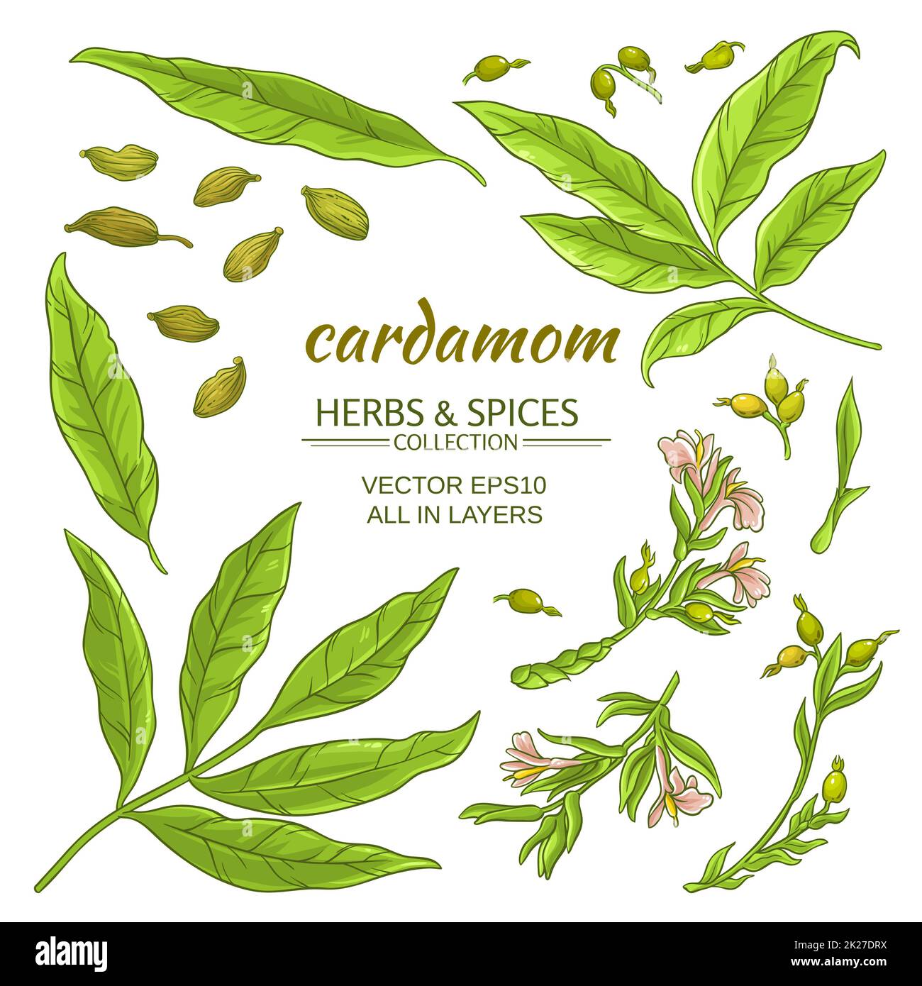 cardamom elements set Stock Photo Alamy