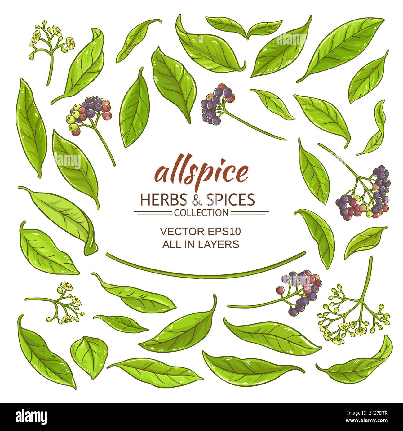 allspice elements set Stock Photo Alamy