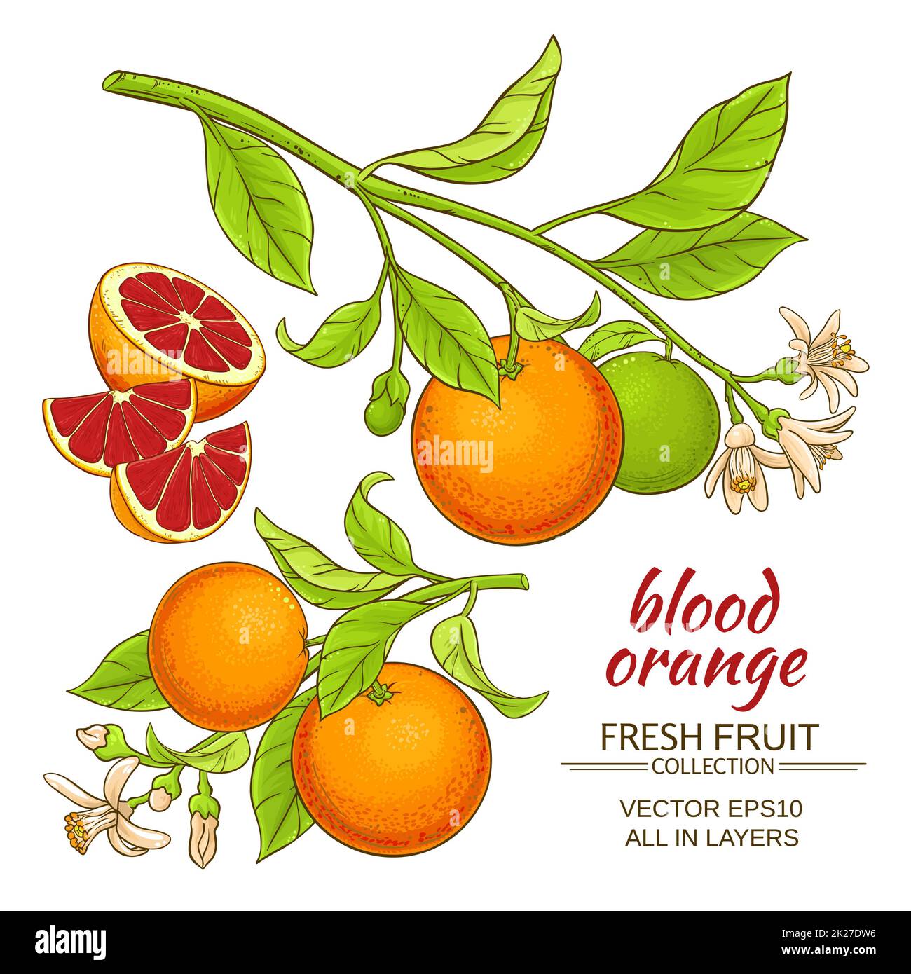 blood orange vector set Stock Photo - Alamy